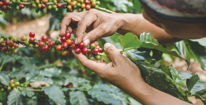 Drop in global coffee prices forced Ethiopia to default on $133 million contracts