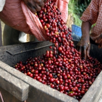Ethiopian Coffee Flavor Profile